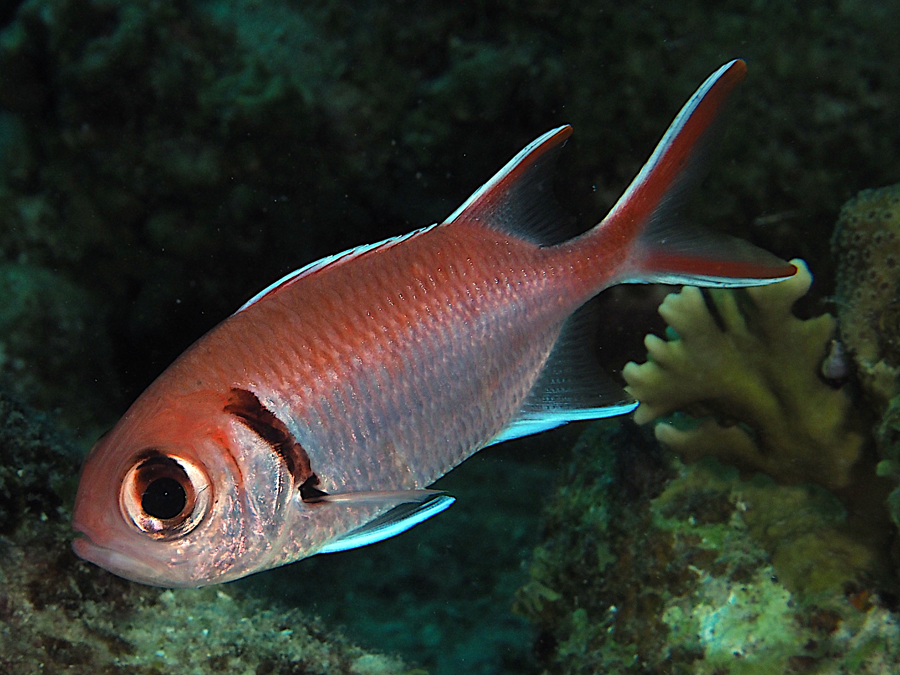 Blackbar Soldierfish
